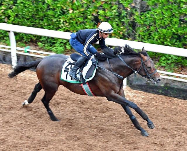 【宝塚記念】ミッキーロケット２馬身先着　和田も好感触「やれば動く」