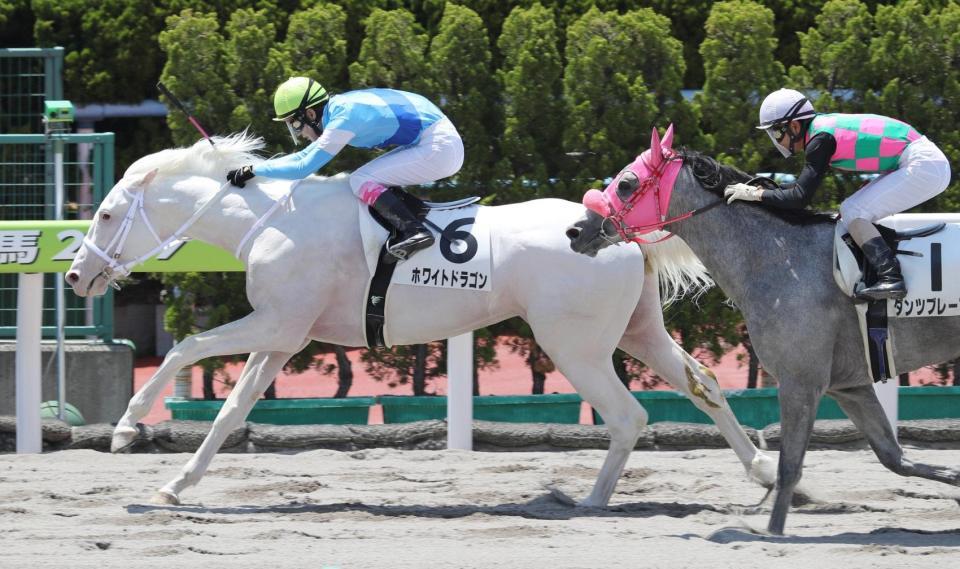 　ダンツブレーブの猛追を振り切るホワイトドラゴン