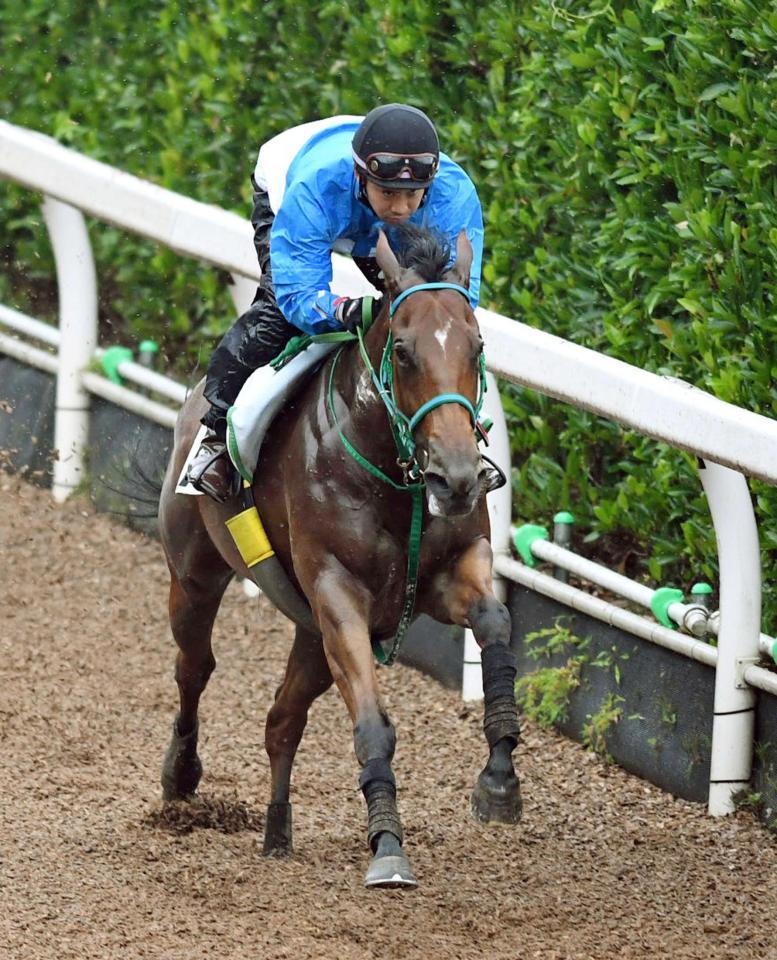 　池添学師を背に、きっちりと負荷をかけられたメラグラーナ