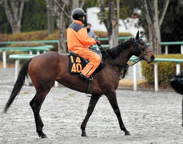 【アイビスＳＤ】レジーナフォルテ“直千”強い　恵量牝馬が得意舞台で格上挑戦