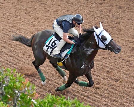 　坂路を勢い良く駆け上がるバンドワゴン