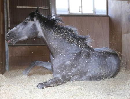 　初のタイトル奪取を前に、馬房でリラックスするテイエムジンソク
