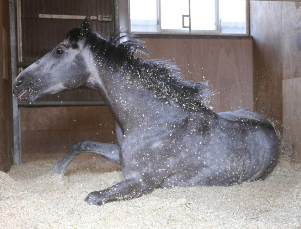 　初のタイトル奪取を前に、馬房でリラックスするテイエムジンソク