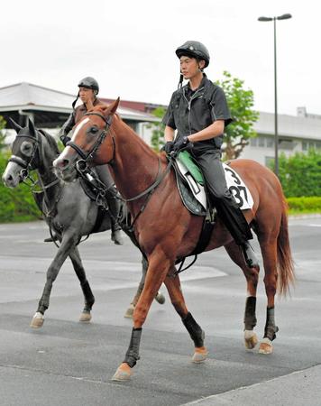 　疲れが取れてさらなる成長が期待されるエイシンブルズアイ