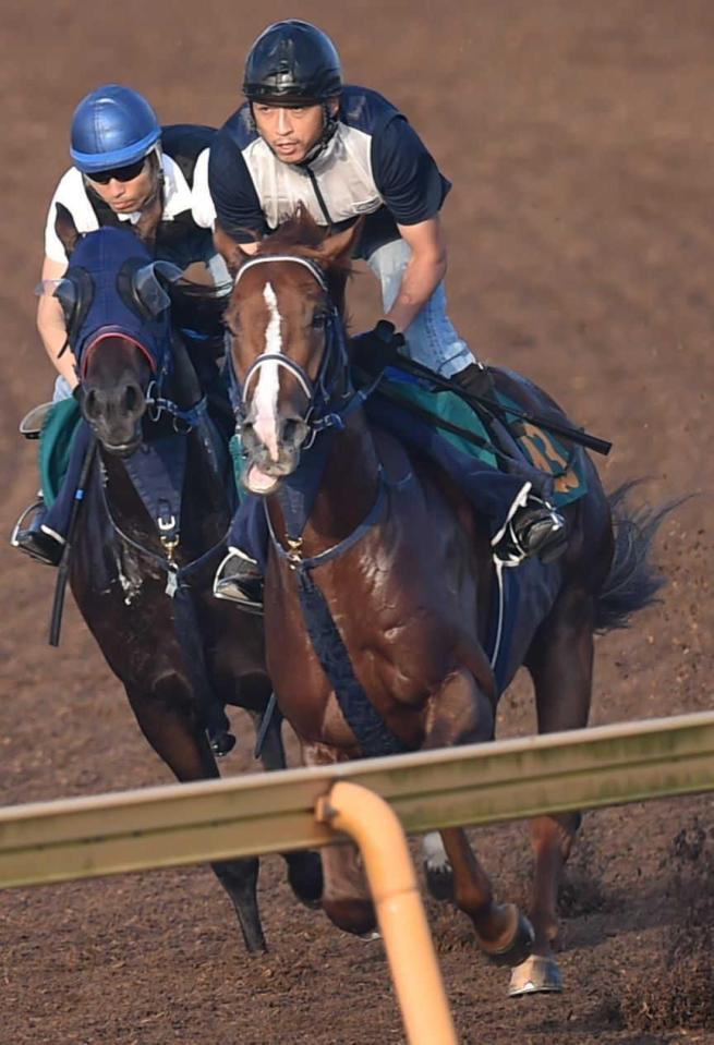 　美浦Ｗで軽快な動きを見せたムスコローソ