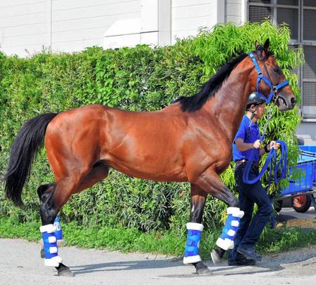 サトノダイヤモンド「フォワ賞は全力を出して走ったらダメ ...