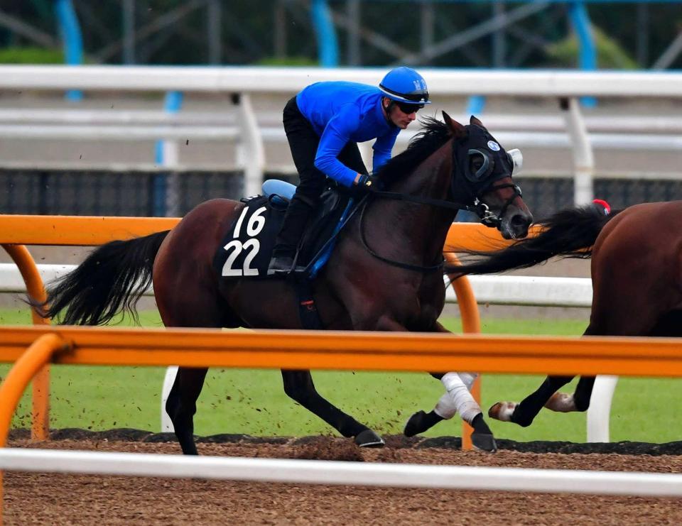 　余裕残しの追い切りとなったサトノクロニクル