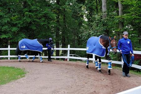 　厩舎内で引き運動を行うサトノダイヤモンド（右）とサトノノブレス（代表撮影）