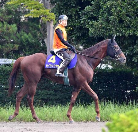 　絶好枠から春に続く戴冠を狙うセイウンコウセイ