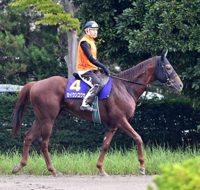 【スプリンターズＳ】セイウンコウセイ希望の内枠　春秋スプリントＧ１制覇へ視界良好