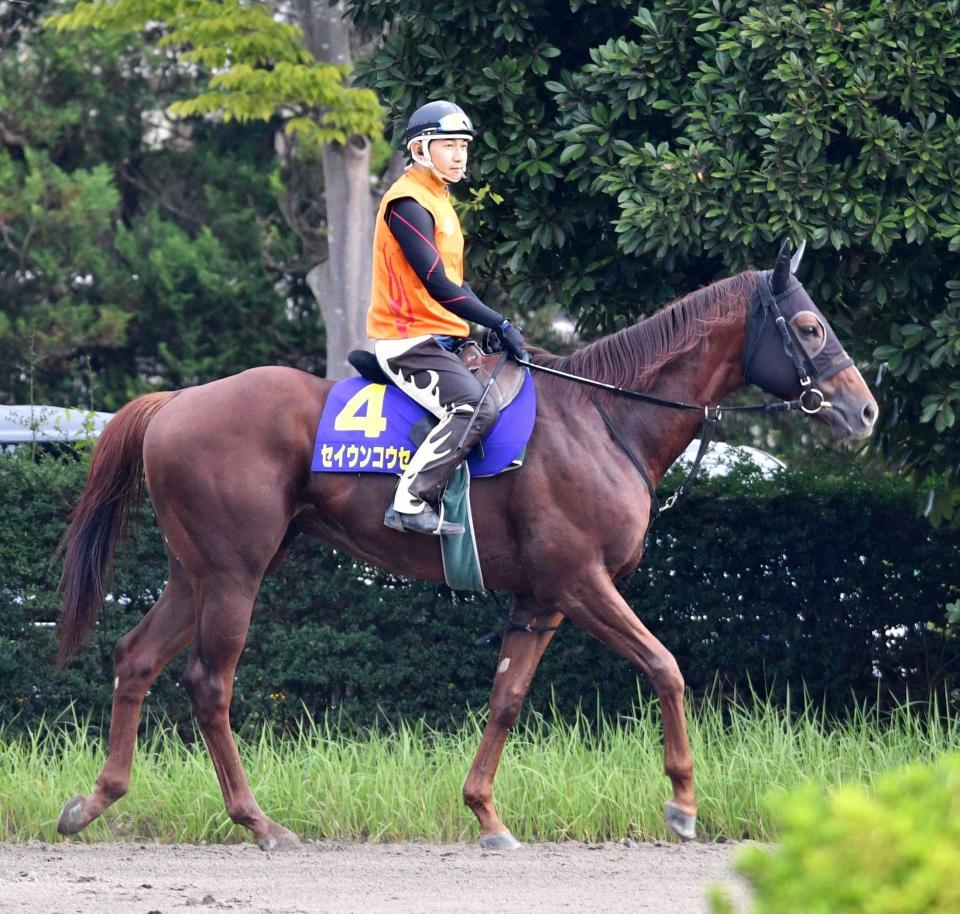 　絶好枠から春に続く戴冠を狙うセイウンコウセイ