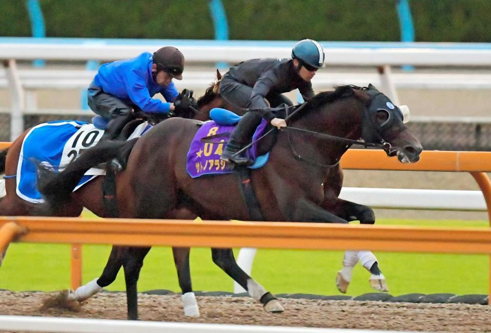 毎日王冠 サトノアラジン 始動戦へ好仕上がり 川田 ちょうどいい 競馬 レース デイリースポーツ Online