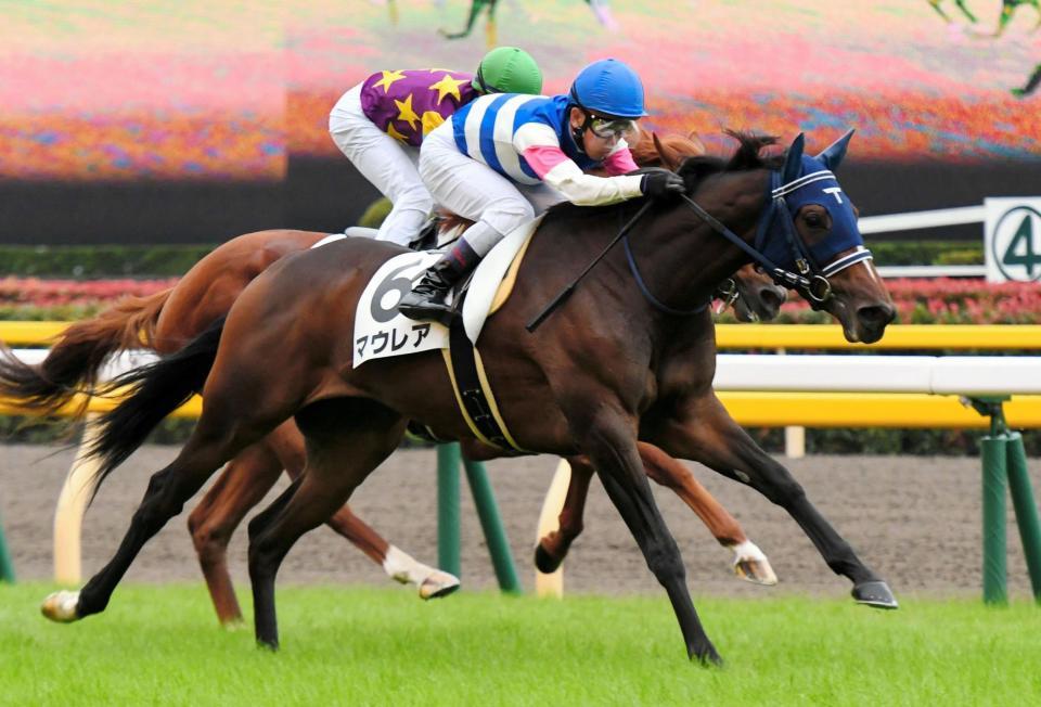 ５Ｒ、メイクデビュー東京を制したマウレア＝東京競馬場（撮影・三好信也）