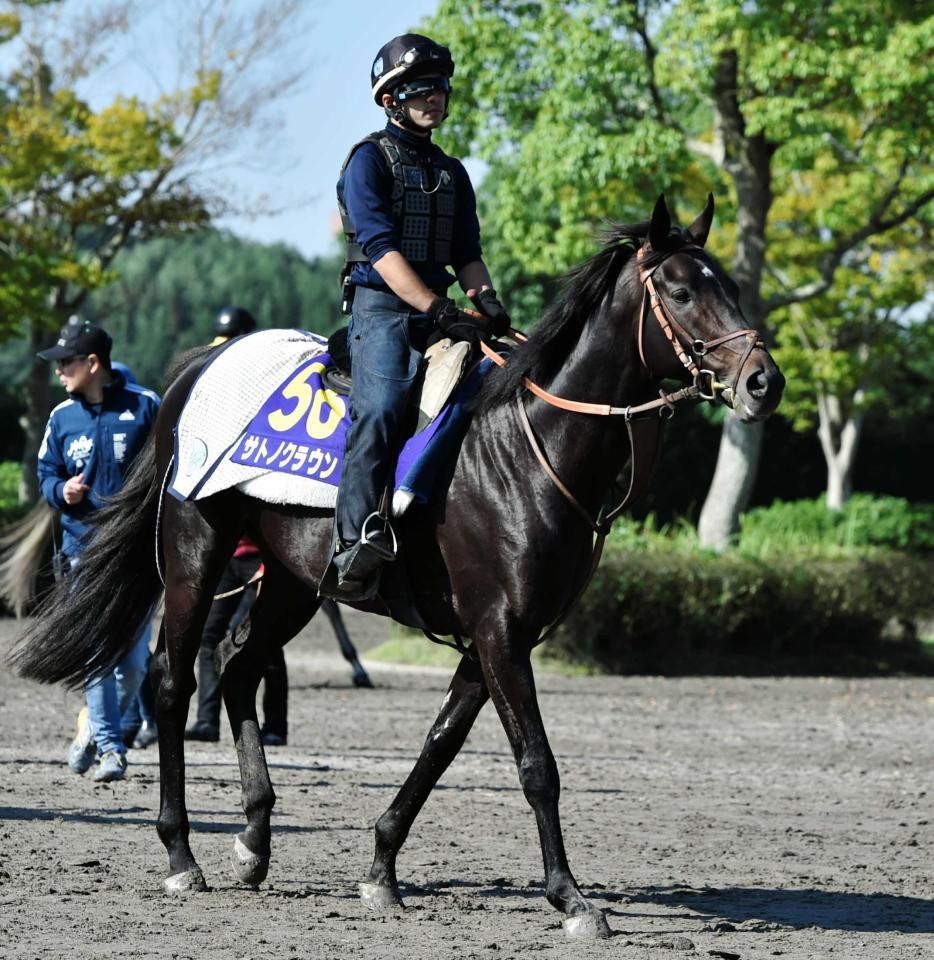 　どこまで状態を上げられるか注目が集まるサトノクラウン