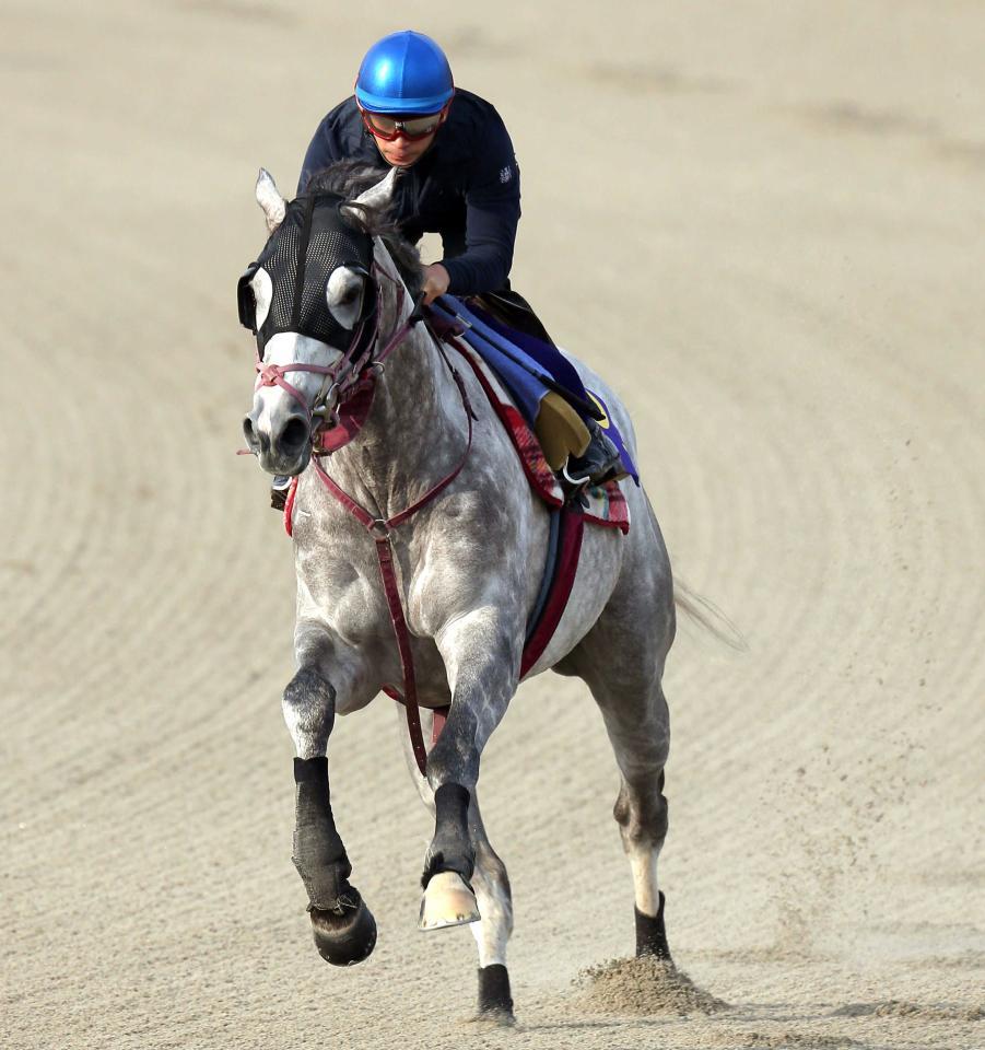 種牡馬入りが決まったラニ