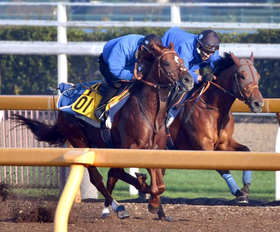 　美浦Ｗで貫禄の走りを見せたアルバート