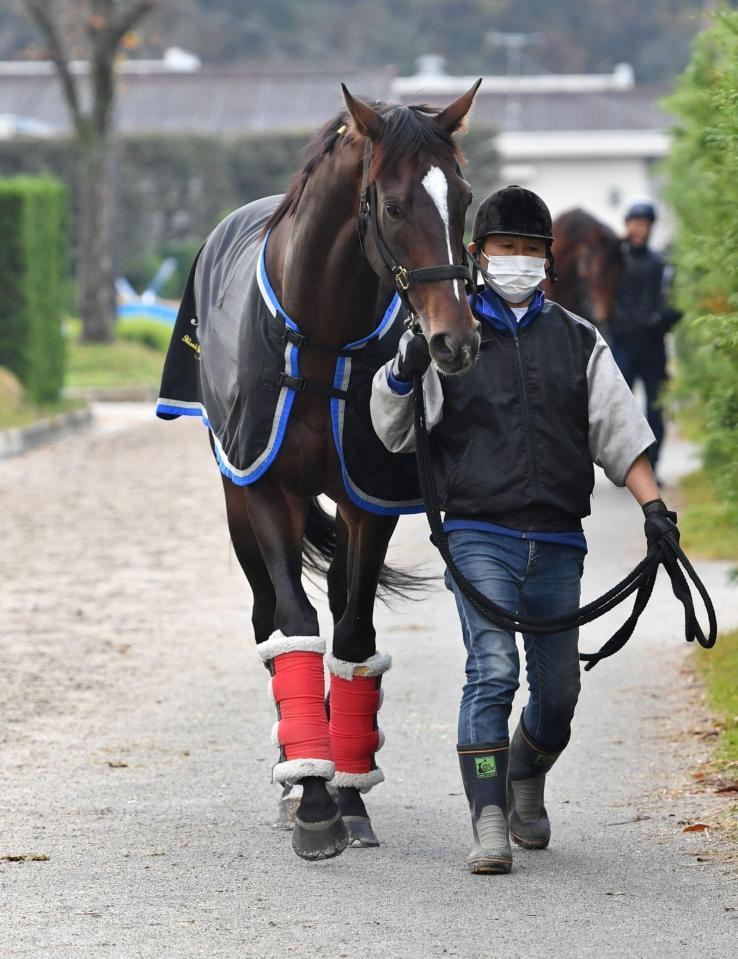 きゅう舎周りで引き運動されるキタサンブラック＝栗東トレセン（撮影・持木克友）