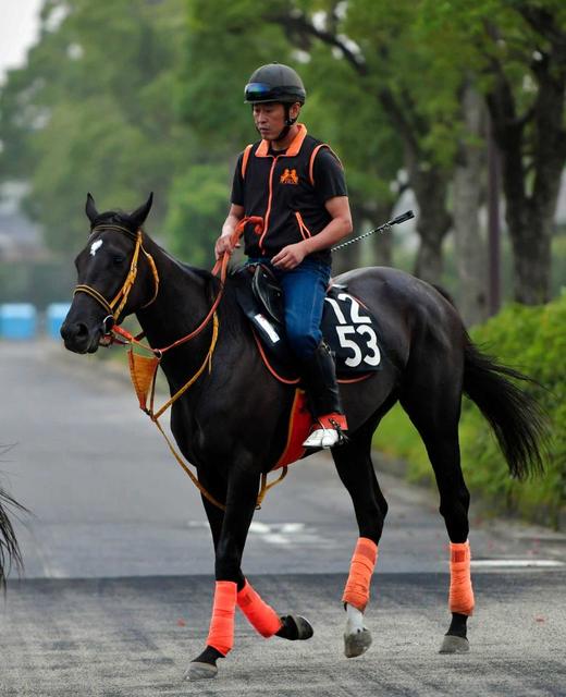 きっと来る グットクルサマー 競馬コラム 佐野の左脳 競馬 レース デイリースポーツ Online