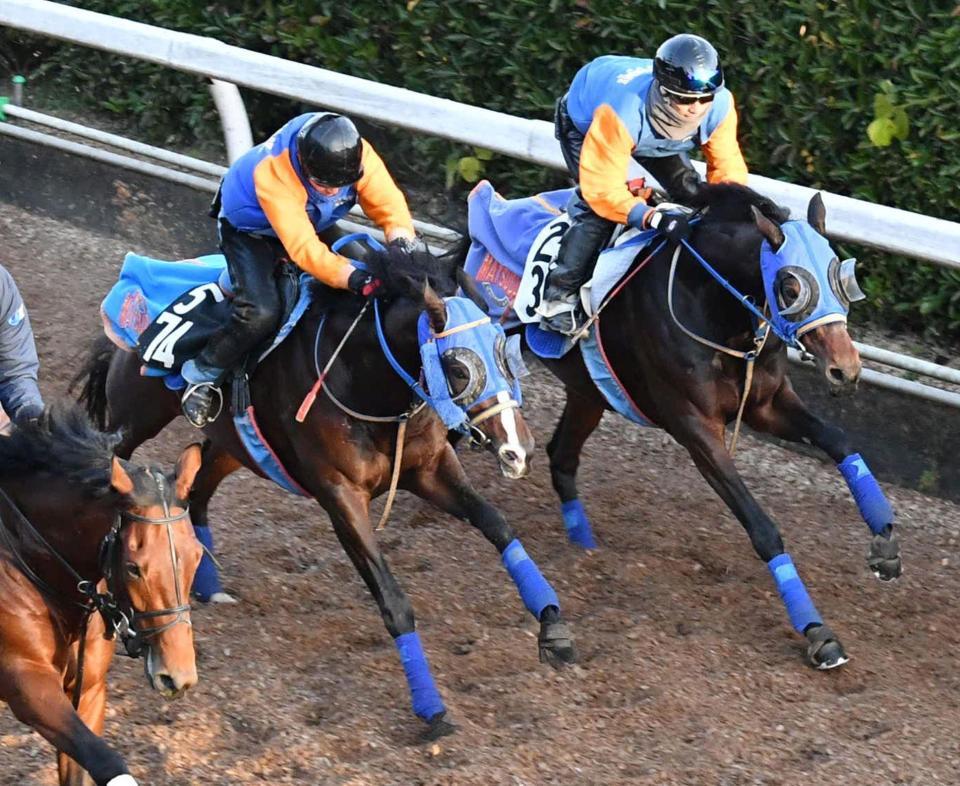土曜京都の危険な人気馬/競馬・レース/デイリースポーツ online