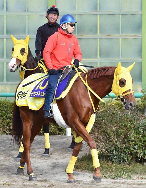 【チャンピオンズＣ】サウンドトゥルー連覇へ充実一途　高木師「衰えを感じない」