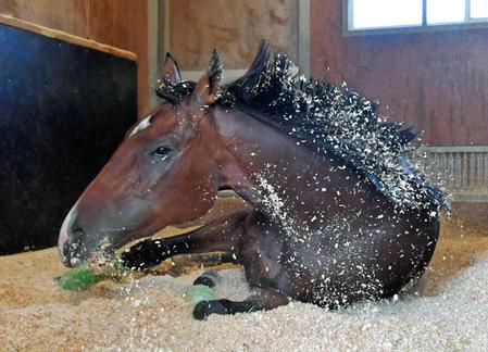 　武豊を背に２歳王座を目指すアサクサゲンキ