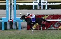 １１Ｒ２着以下を３馬身以上放し朝日杯ＦＳを制したダノンプレミアム＝阪神競馬場