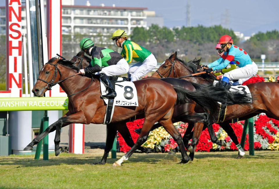 内に切れ込みながらも差し切って新馬勝ちを収めたキタノコマンドール＝栗東トレセン（撮影・石湯恒介）