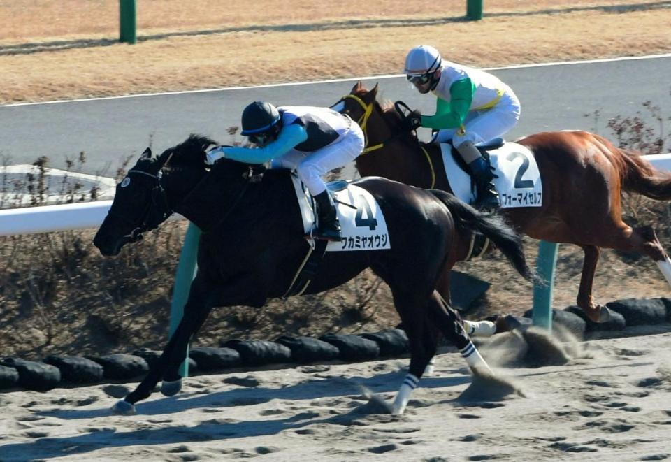 　メイクデビュー中山を制したワカミヤオウジ（手前）