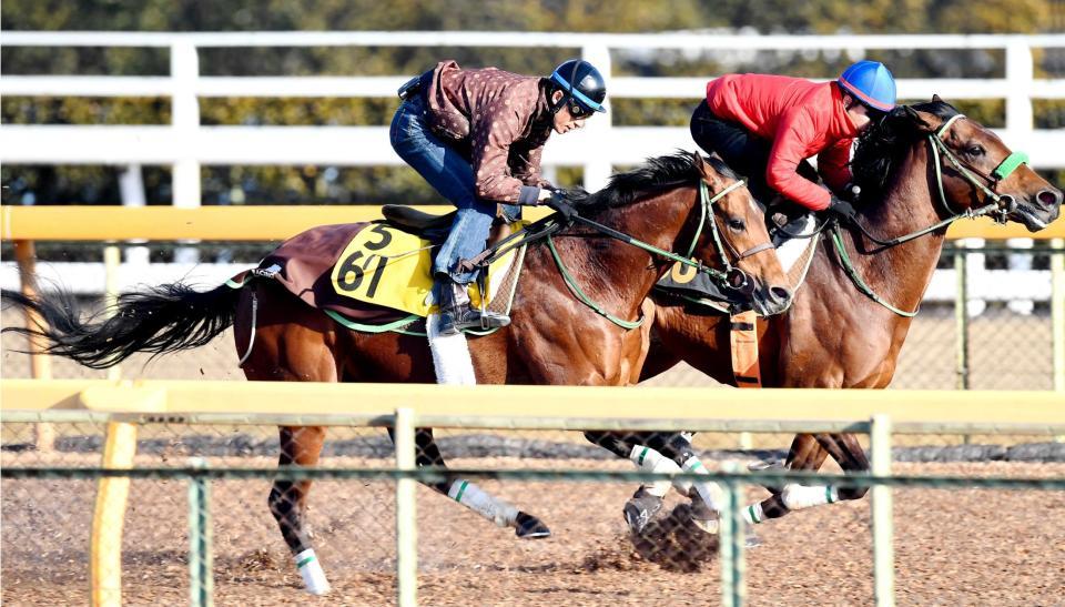 　美浦Ｗを軽快に駆けたグレーターロンドン（手前）＝撮影・園田高夫