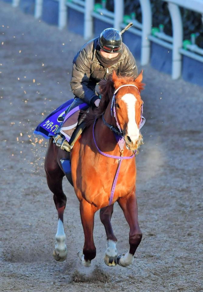 　栗東坂路を軽めに駆け上がるケイティブレイブ