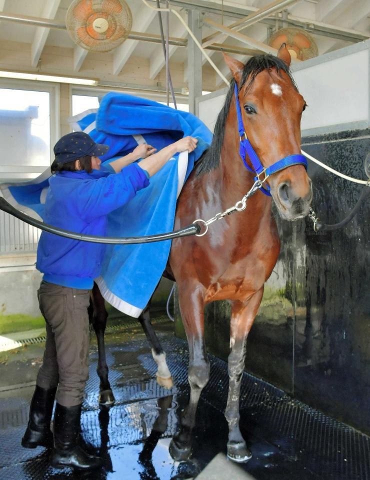 　新馬戦を勝ち、２戦目に挑むキタノコマンドール