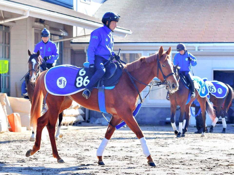 　運動するデルニエオール。“最後の金”が桜権利奪取を狙う