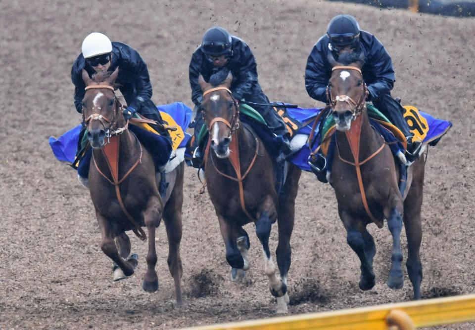 　美浦Ｗ３頭併せで追い切ったアルバート（左）ルーカス（中）