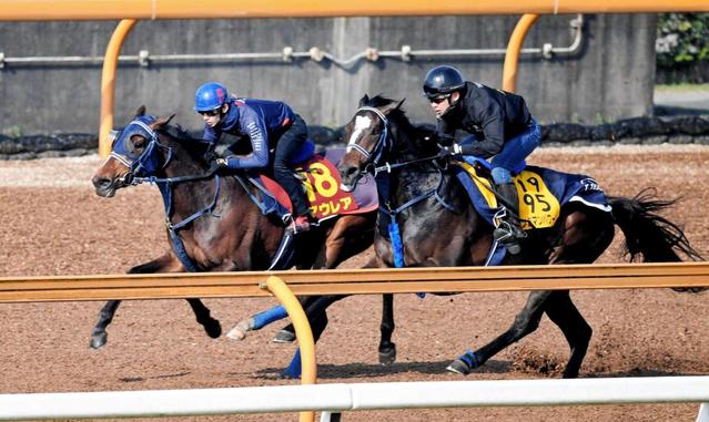【桜花賞】マウレア 全姉“アユサン仕上げ”で桜冠奪取だ 師「栗東の水が合う」