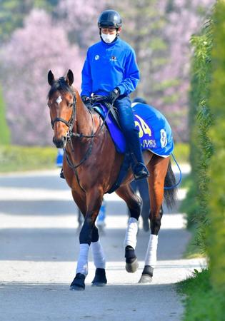 　輝きを取り戻しつつあるサトノダイヤモンド