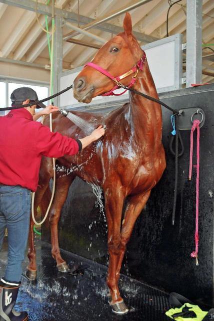 【桜花賞】ラッキーライラックに不安なし　２連勝中の舞台に自信