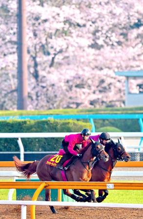 　満開の桜をバックに栗東ＣＷを駆けるラッキーライラック（手前）