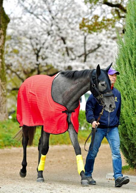 【桜花賞】フィニフティ 未知の魅力　“牝馬のユーイチ”も「楽しみの方が大きい」