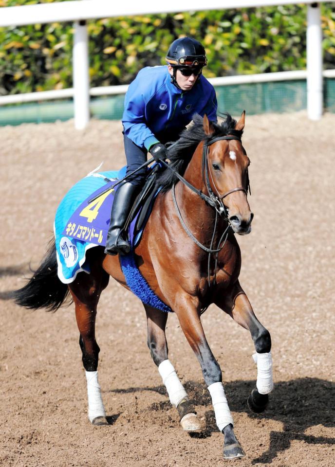 　軽めの調整をするキタノコマンドール