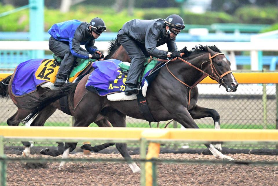 　きっちりと併せ馬を消化したルーカス（手前）