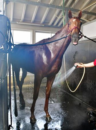 　逆転へと燃えているラッキーライラック