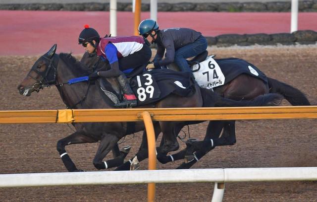 【平安Ｓ】グレイトパール、ダート新王者の座へ突き進む　猿橋助手「順調」