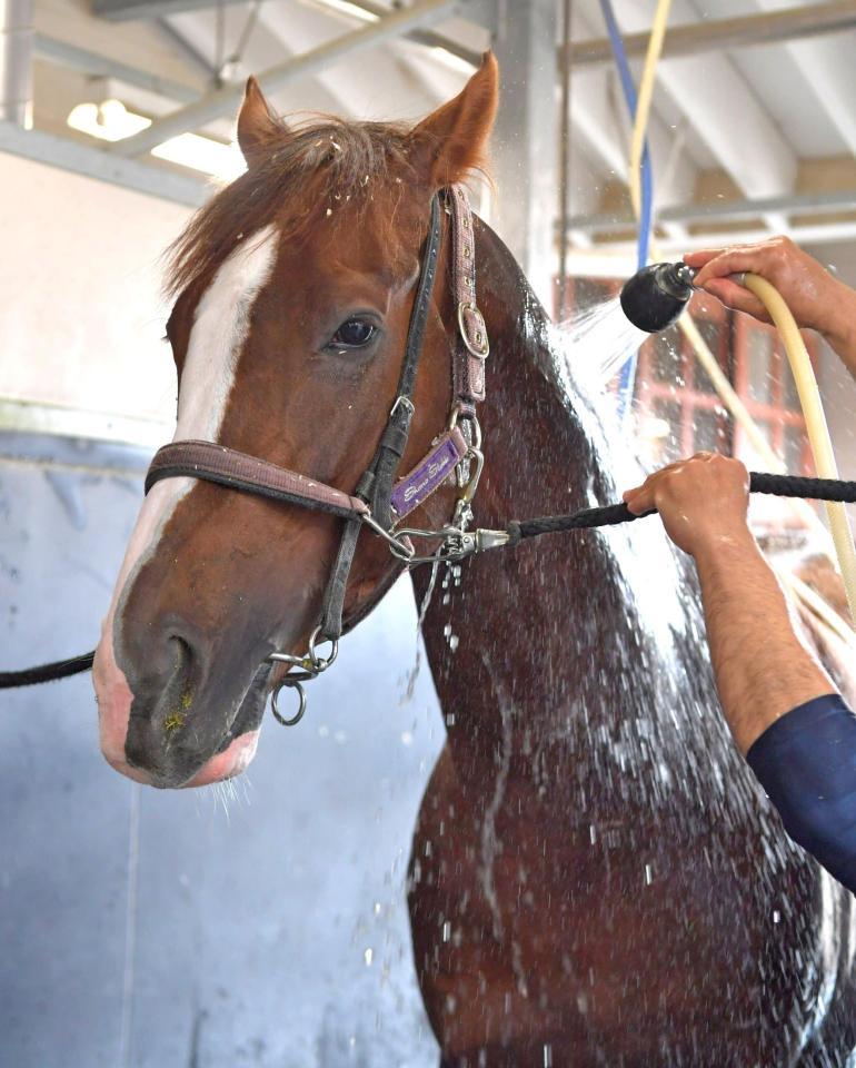 　Ｇ１連勝へ、上々の仕上がりを見せるスワーヴリチャード