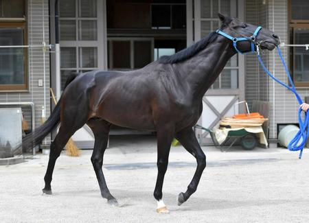 　ＪＲＡ重賞初制覇で、ダート短距離界の主役の座を狙うサクセスエナジー