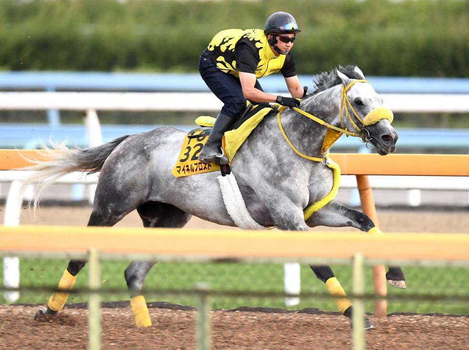 　久々のＶチャンスへ、美浦Ｗを軽快に駆け抜けるマイネルフロスト