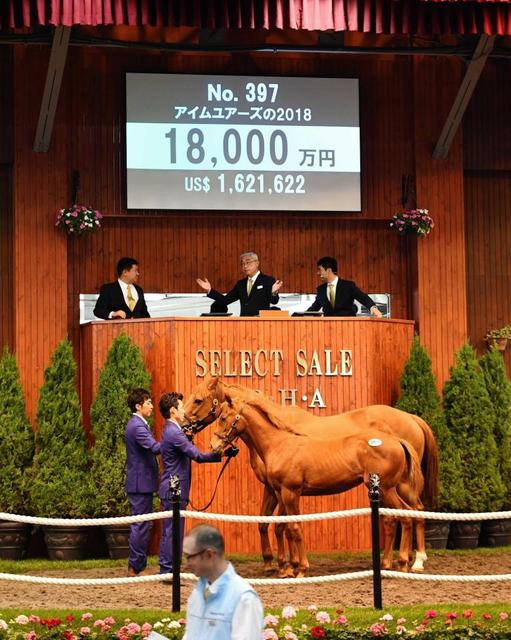 ドゥラメンテ産駒、新種牡馬最高額の１億８０００万円　アイムユアーズ１８