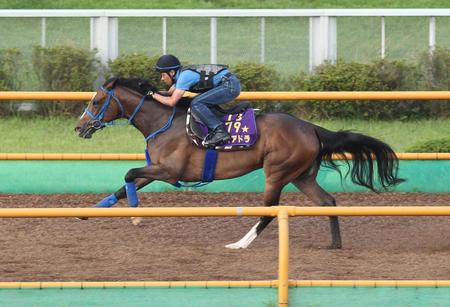 　函館Ｗを軽快に駆けるディアドラ