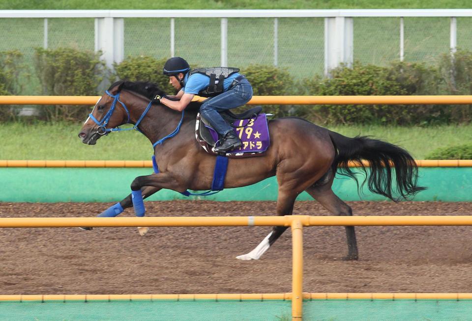 　函館Ｗを軽快に駆けるディアドラ