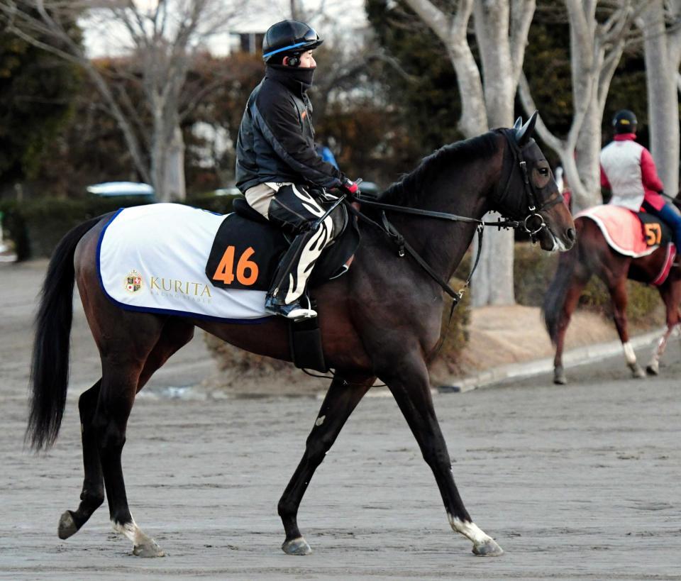 　古馬撃退で勢いに乗るアルクトス