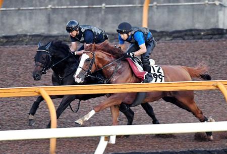 　栗東ＣＷで負荷をかけられたグレートタイム（奥）＝撮影・佐藤厚